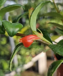 Goldfish Plant Nematanthus Hybrid Live Plant – 2in or 4in Pot – Indoor Houseplant - Image 6