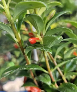 Goldfish Plant Nematanthus Hybrid Live Plant – 2in or 4in Pot – Indoor Houseplant - Image 7