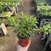 Goldfish Plant Nematanthus Hybrid Live Plant – 2in or 4in Pot – Indoor Houseplant - Image 1