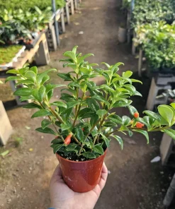 Goldfish Plant Nematanthus Hybrid Live Plant – 2in or 4in Pot – Indoor Houseplant - Image 1