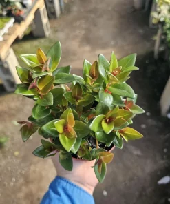 Goldfish Plant 'Shady Ladies Heidy' Nematanthus Gregarius Live Plant 2in-4in Pot - Image 2