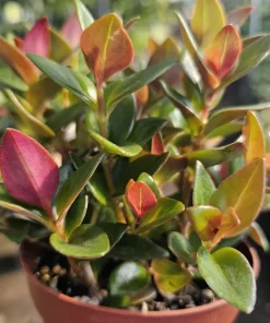 Goldfish Plant 'Shady Ladies Heidy' Nematanthus Gregarius Live Plant 2in-4in Pot - Image 3