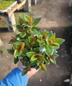 Goldfish Plant 'Shady Ladies Heidy' Nematanthus Gregarius Live Plant 2in-4in Pot - Image 4
