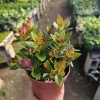 Goldfish Plant 'Shady Ladies Heidy' Nematanthus Gregarius Live Plant 2in-4in Pot - Image 1