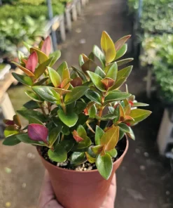 Goldfish Plant 'Shady Ladies Heidy' Nematanthus Gregarius Live Plant 2in-4in Pot - Image 1