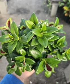 Goldfish Plant Shady Lady Marlene Live Plant – Nematanthus gregarius – 2in or 4in Pot – Indoor - Image 2