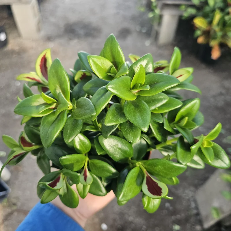 Goldfish Plant Shady Lady Marlene Live Plant – Nematanthus gregarius – 2in or 4in Pot – Indoor - Image 2