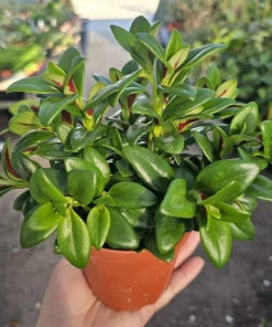 Goldfish Plant Shady Lady Marlene Live Plant – Nematanthus gregarius – 2in or 4in Pot – Indoor - Image 3