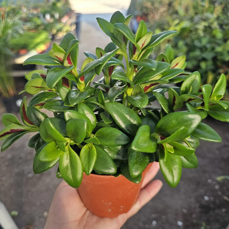 Goldfish Plant Shady Lady Marlene Live Plant – Nematanthus gregarius – 2in or 4in Pot – Indoor - Image 3