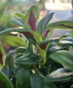 Goldfish Plant Shady Lady Marlene Live Plant – Nematanthus gregarius – 2in or 4in Pot – Indoor - Image 4