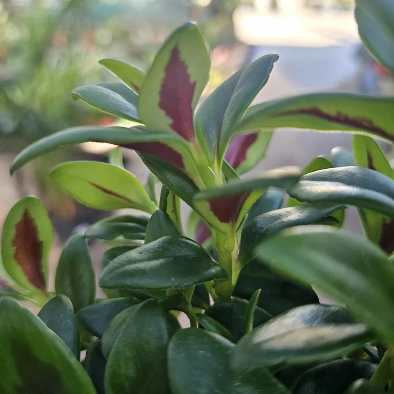 Goldfish Plant Shady Lady Marlene Live Plant – Nematanthus gregarius – 2in or 4in Pot – Indoor - Image 4