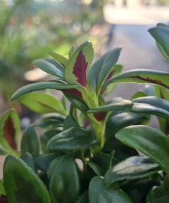 Goldfish Plant Shady Lady Marlene Live Plant – Nematanthus gregarius – 2in or 4in Pot – Indoor - Image 5