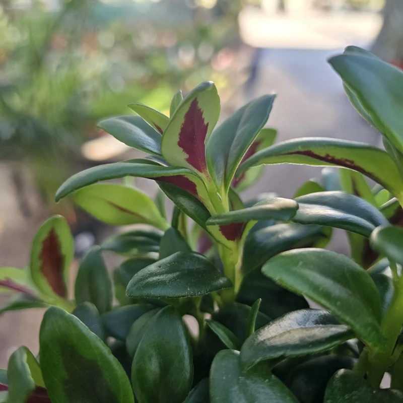 Goldfish Plant Shady Lady Marlene Live Plant – Nematanthus gregarius – 2in or 4in Pot – Indoor - Image 5
