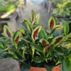 Goldfish Plant Shady Lady Marlene Live Plant – Nematanthus gregarius – 2in or 4in Pot – Indoor - Image 1