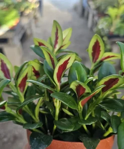 Goldfish Plant Shady Lady Marlene Live Plant – Nematanthus gregarius – 2in or 4in Pot – Indoor - Image 1