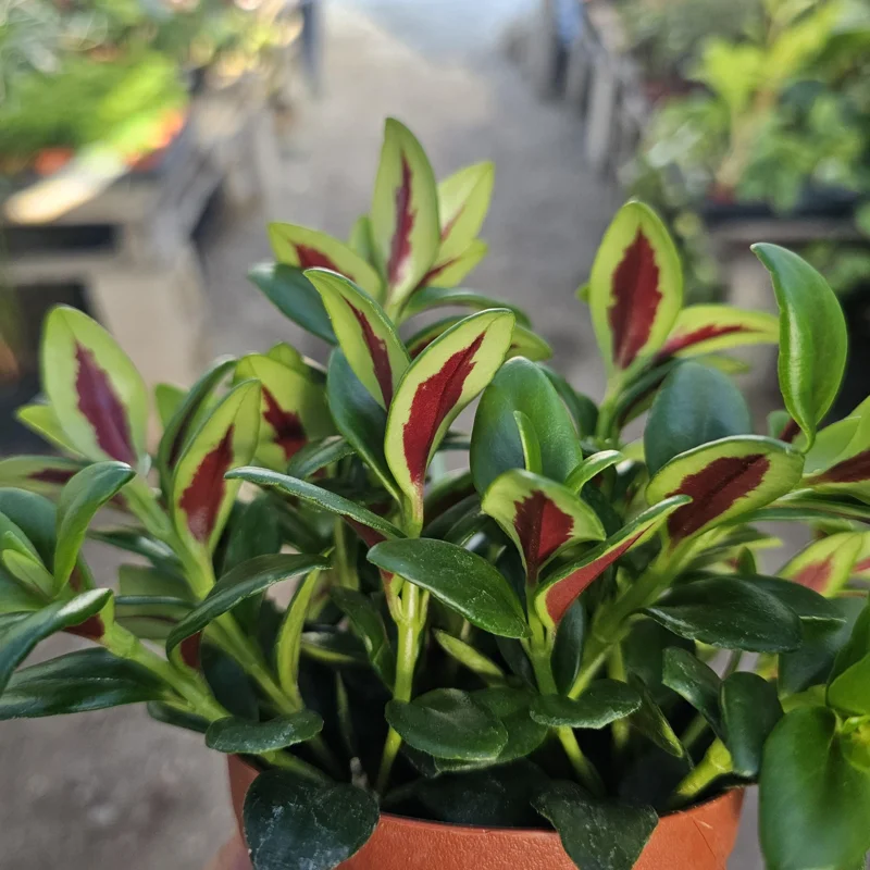 Goldfish Plant Shady Lady Marlene Live Plant – Nematanthus gregarius – 2in or 4in Pot – Indoor - Image 1