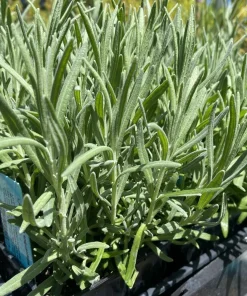 Goodwin Creek Lavender Live Plants 3-Pack – Lavandula × ginginsii – 4-6" Tall – Indoor/Outdoor - Image 2