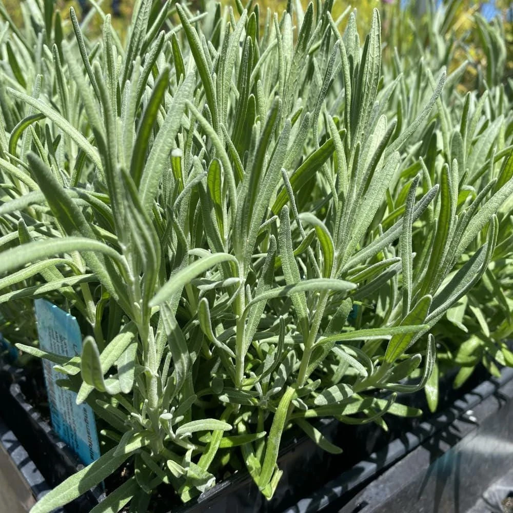 Goodwin Creek Lavender Live Plants 3-Pack – Lavandula × ginginsii – 4-6" Tall – Indoor/Outdoor - Image 2