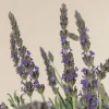 Goodwin Creek Lavender Live Plants 3-Pack – Lavandula × ginginsii – 4-6" Tall – Indoor/Outdoor - Image 1