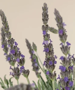 Goodwin Creek Lavender Live Plants 3-Pack – Lavandula × ginginsii – 4-6" Tall – Indoor/Outdoor - Image 1