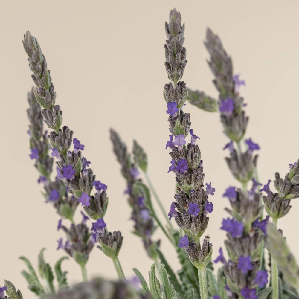 Goodwin Creek Lavender Live Plants 3-Pack – Lavandula × ginginsii – 4-6" Tall – Indoor/Outdoor - Image 1