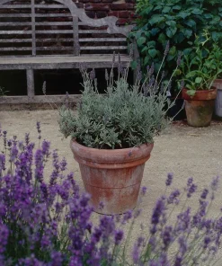 Goodwin Creek Lavender Live Plants 3-Pack – Lavandula × ginginsii – 4-6