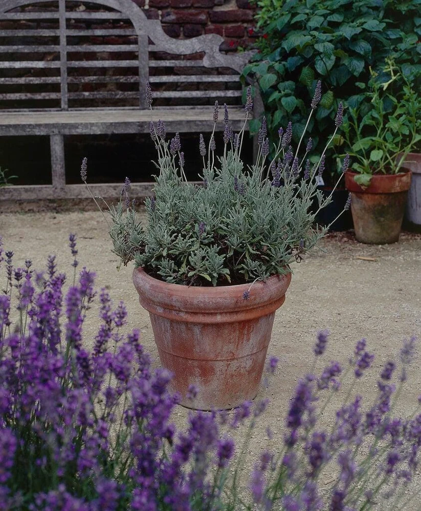 Goodwin Creek Lavender Live Plants 3-Pack – Lavandula × ginginsii – 4-6" Tall – Indoor/Outdoor - Image 3