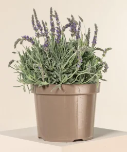 Goodwin Creek Lavender Live Plants 3-Pack – Lavandula × ginginsii – 4-6