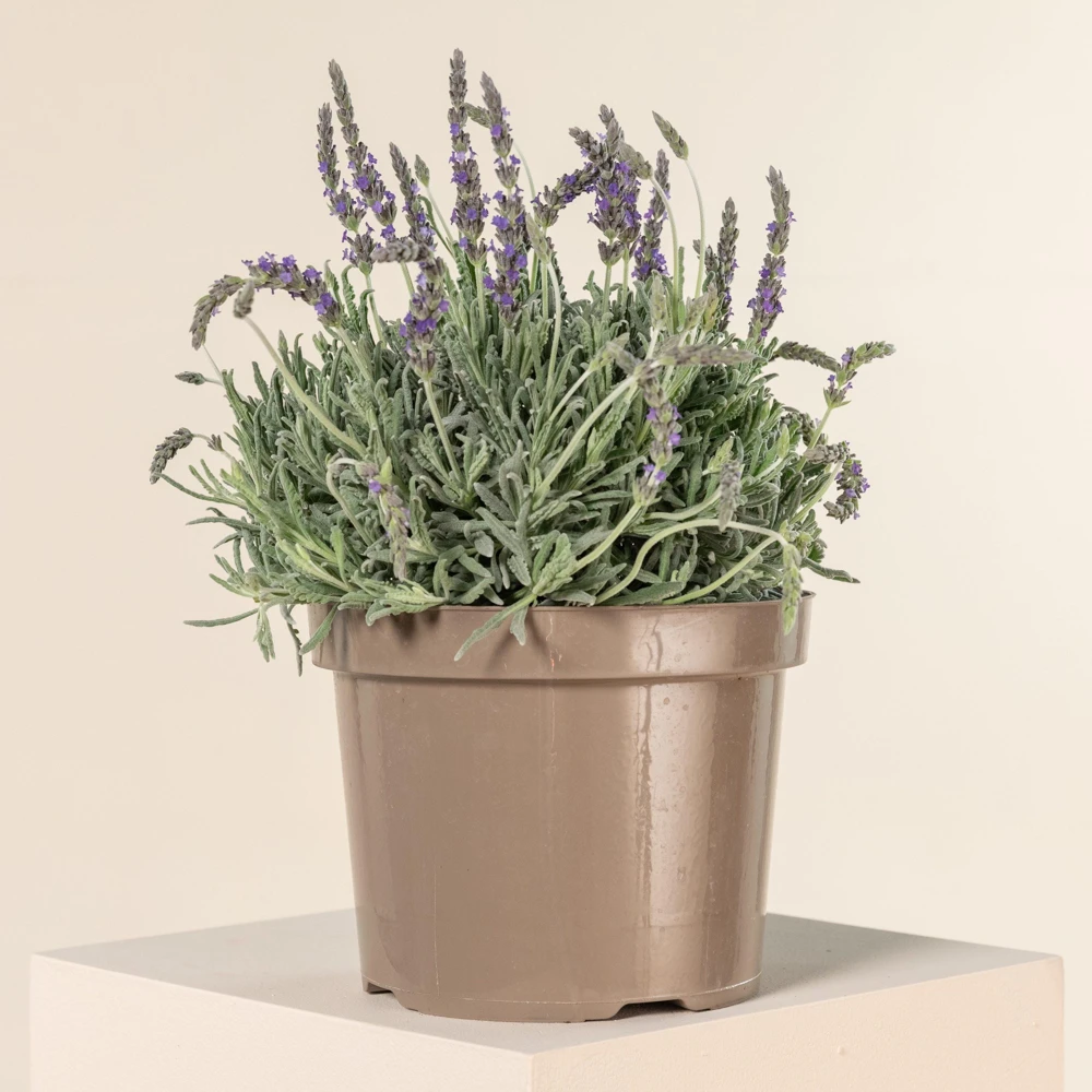 Goodwin Creek Lavender Live Plants 3-Pack – Lavandula × ginginsii – 4-6" Tall – Indoor/Outdoor - Image 5