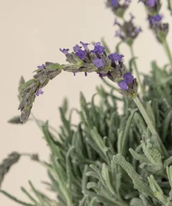 Goodwin Creek Lavender Live Plants 3-Pack – Lavandula × ginginsii – 4-6