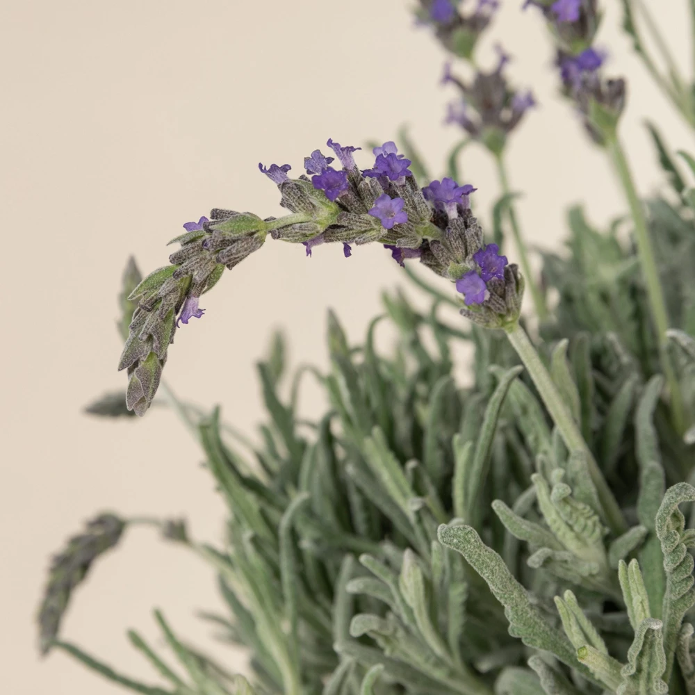 Goodwin Creek Lavender Live Plants 3-Pack – Lavandula × ginginsii – 4-6" Tall – Indoor/Outdoor - Image 6
