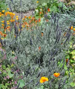 Goodwin Creek Lavender Live Plants 3-Pack – Lavandula × ginginsii – 4-6