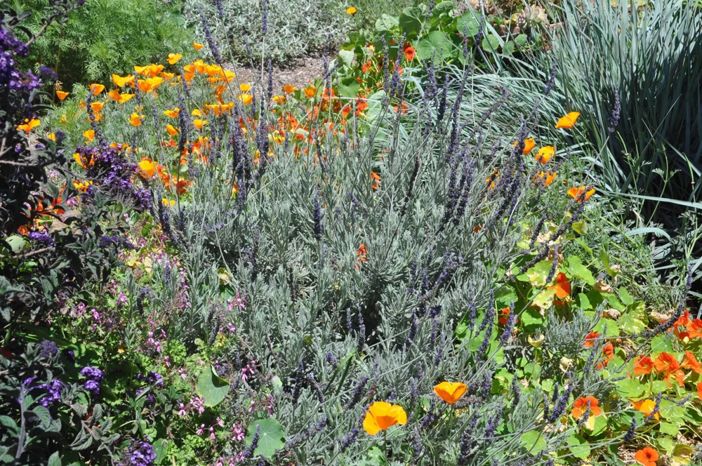 Goodwin Creek Lavender Live Plants 3-Pack – Lavandula × ginginsii – 4-6" Tall – Indoor/Outdoor - Image 7