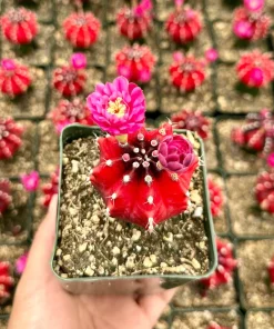 Grafted Gymnocalycium Friedrichii Live Plant – Rare Cactus – 3" Pot – Indoor - Image 2