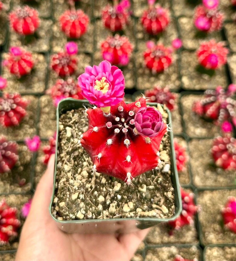 Grafted Gymnocalycium Friedrichii Live Plant – Rare Cactus – 3" Pot – Indoor - Image 2