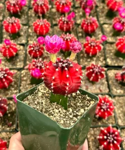 Grafted Gymnocalycium Friedrichii Live Plant – Rare Cactus – 3