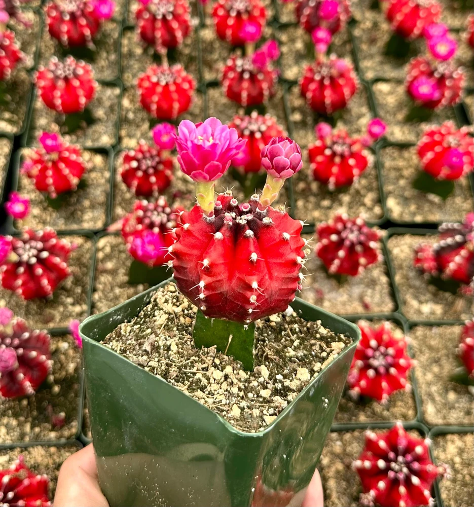 Grafted Gymnocalycium Friedrichii Live Plant – Rare Cactus – 3" Pot – Indoor - Image 3