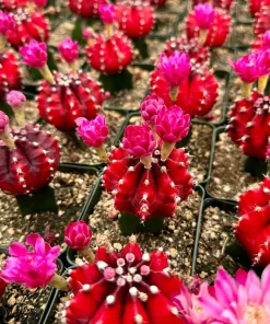 Grafted Gymnocalycium Friedrichii Live Plant – Rare Cactus – 3