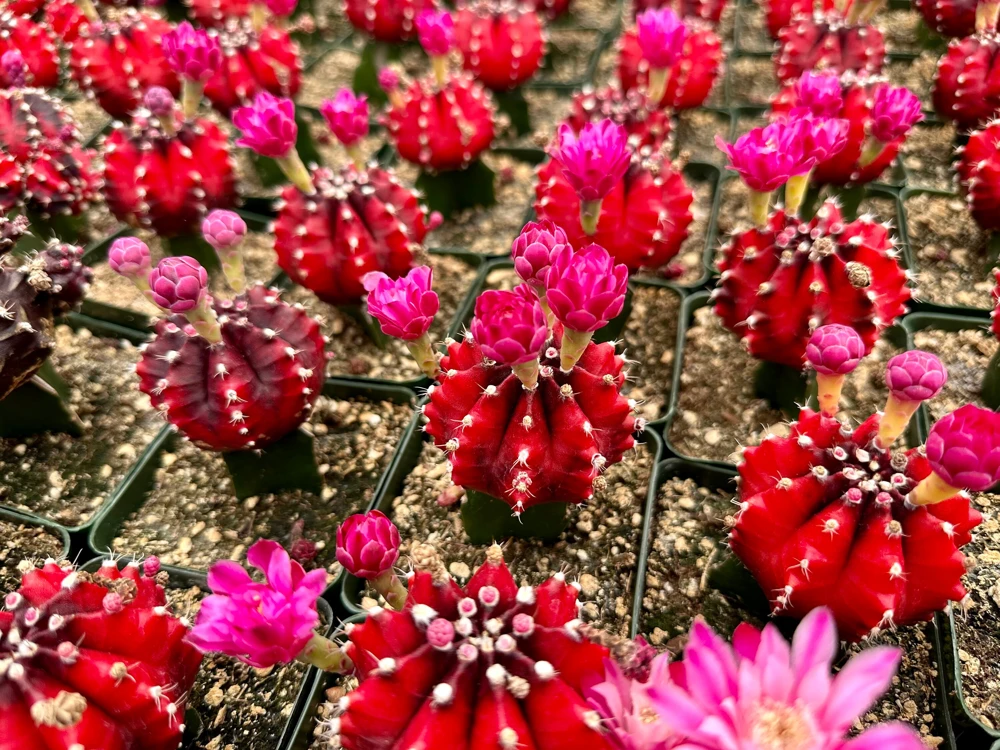 Grafted Gymnocalycium Friedrichii Live Plant – Rare Cactus – 3" Pot – Indoor - Image 4