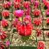 Grafted Gymnocalycium Friedrichii Live Plant – Rare Cactus – 3" Pot – Indoor - Image 1