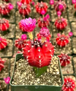 Grafted Gymnocalycium Friedrichii Live Plant – Rare Cactus – 3" Pot – Indoor - Image 1