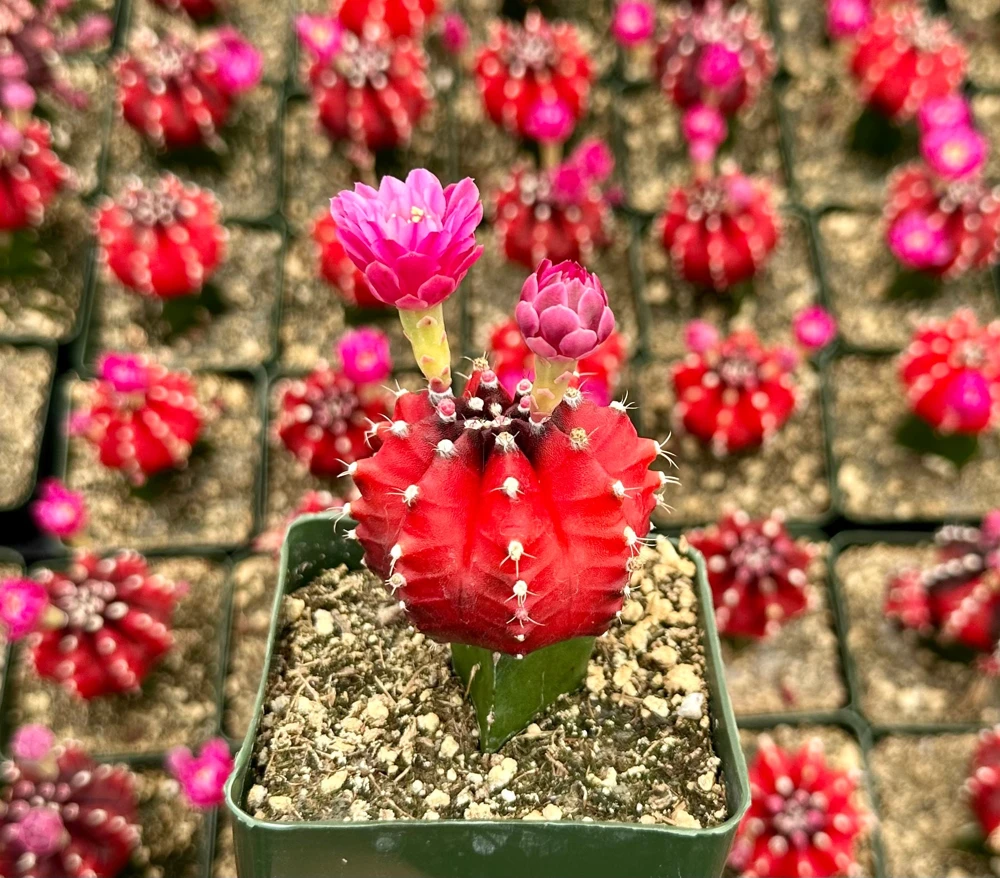 Grafted Gymnocalycium Friedrichii Live Plant – Rare Cactus – 3" Pot – Indoor - Image 1