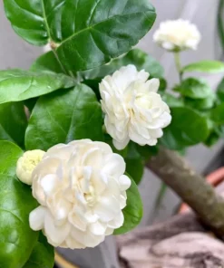Grand Duke Jasmine Live Plant - 1 Gallon Pot, 1-2 Feet Tall, Double White Blooms, Outdoor Shrub - Image 2