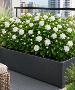 Grand Duke Jasmine Live Plant - 1 Gallon Pot, 1-2 Feet Tall, Double White Blooms, Outdoor Shrub - Image 3