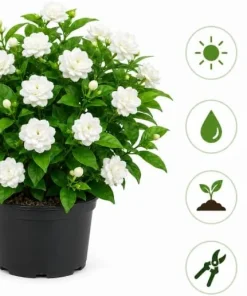Grand Duke Jasmine Live Plant - 1 Gallon Pot, 1-2 Feet Tall, Double White Blooms, Outdoor Shrub - Image 4