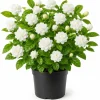 Grand Duke Jasmine Live Plant - 1 Gallon Pot, 1-2 Feet Tall, Double White Blooms, Outdoor Shrub - Image 1