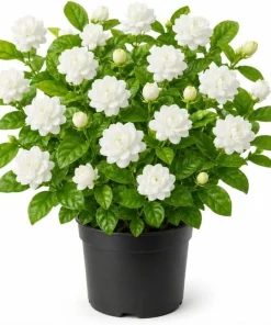 Grand Duke Jasmine Live Plant - 1 Gallon Pot, 1-2 Feet Tall, Double White Blooms, Outdoor Shrub - Image 1