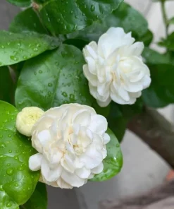 Grand Duke Jasmine Live Plant, Double White Flower Bush, 1-2 Ft Tall, 1 Gallon Pot - Image 2
