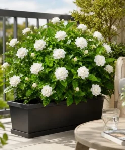Grand Duke Jasmine Live Plant, Double White Flower Bush, 1-2 Ft Tall, 1 Gallon Pot - Image 3