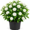 Grand Duke Jasmine Live Plant, Double White Flower Bush, 1-2 Ft Tall, 1 Gallon Pot - Image 1